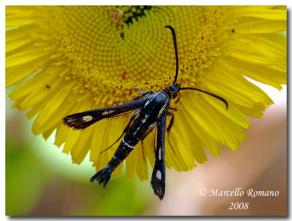 Chamaesphecia aerifrons (Sesiidae) sui Monti Nebrodi